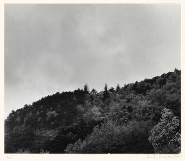 Untitled (treetops and dark, cloudy sky)
