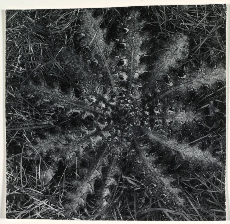 Untitled (Star shaped thistle)  
