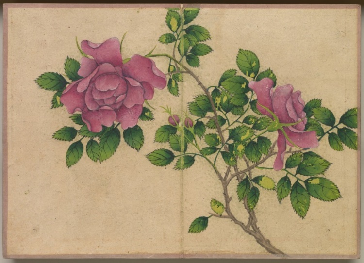 Desk Album: Flower and Bird Paintings (Rose)