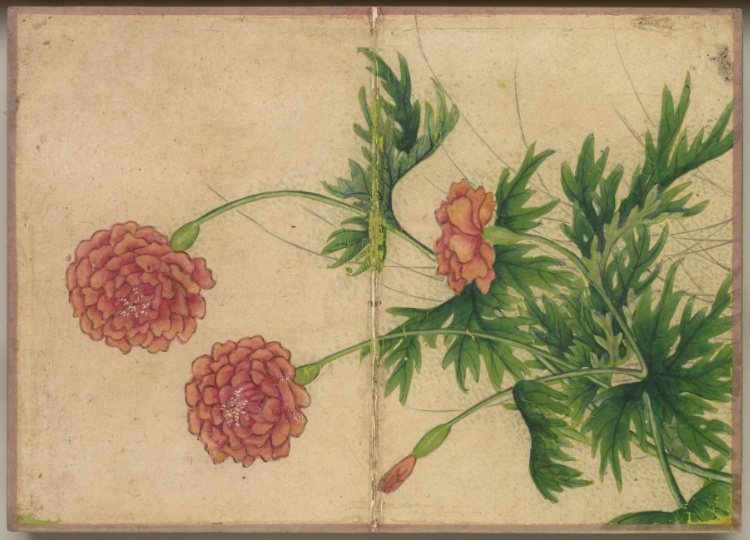 Desk Album: Flower and Bird Paintings (Peony)