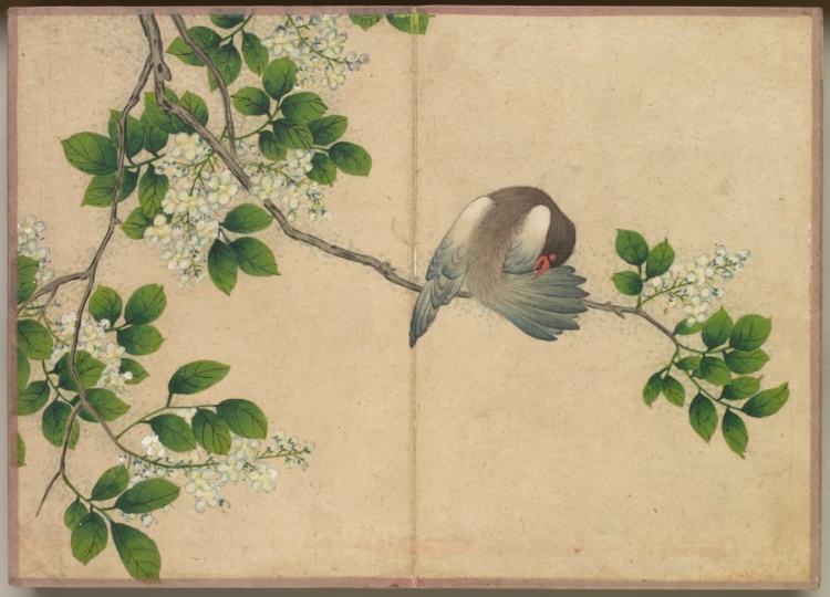 Desk Album: Flower and Bird Paintings (Preening Bird)