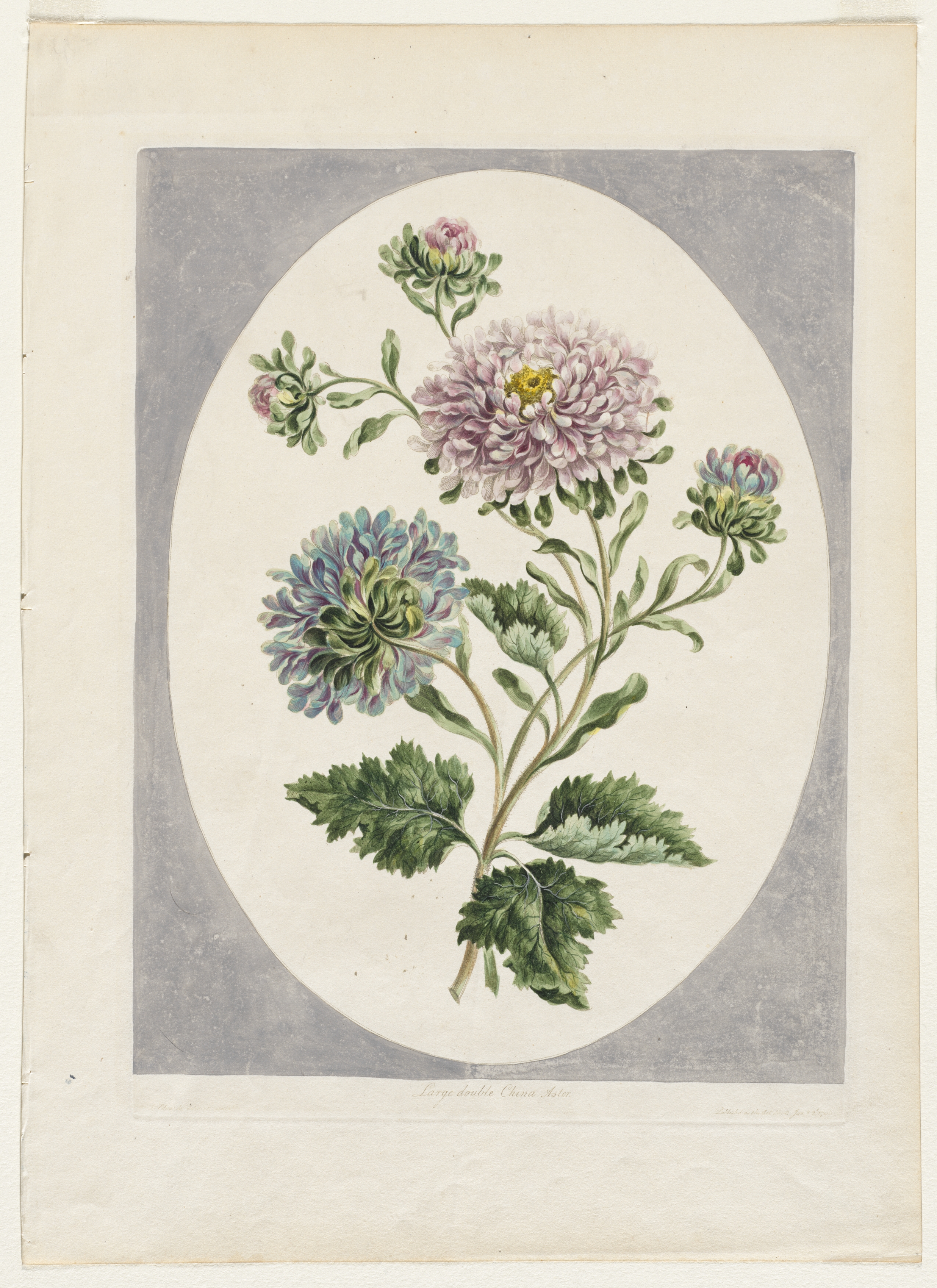 A Collection of Flowers Drawn from Nature:  Large Double China Aster