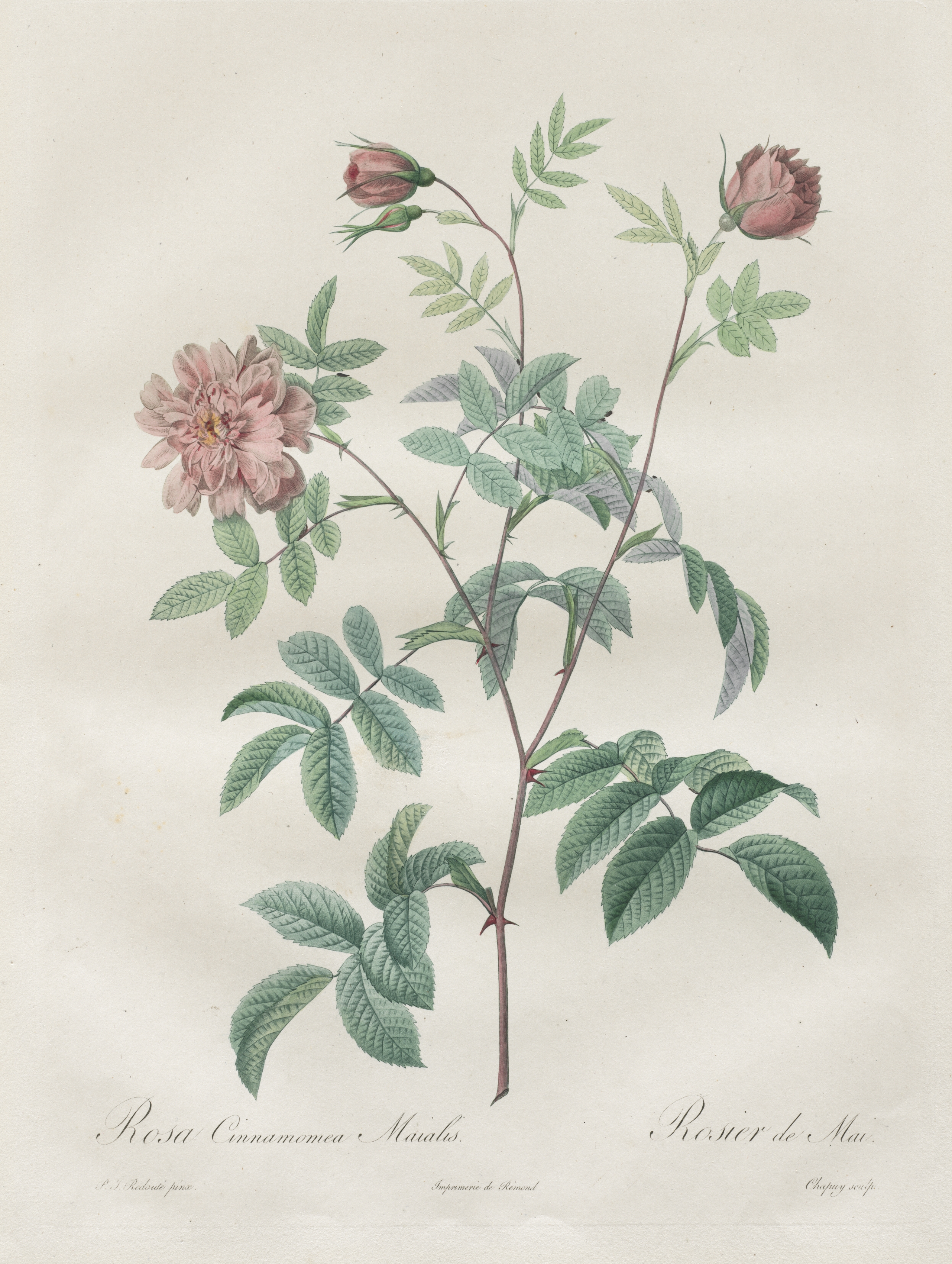 Les Roses:  Rosa cinnamomea