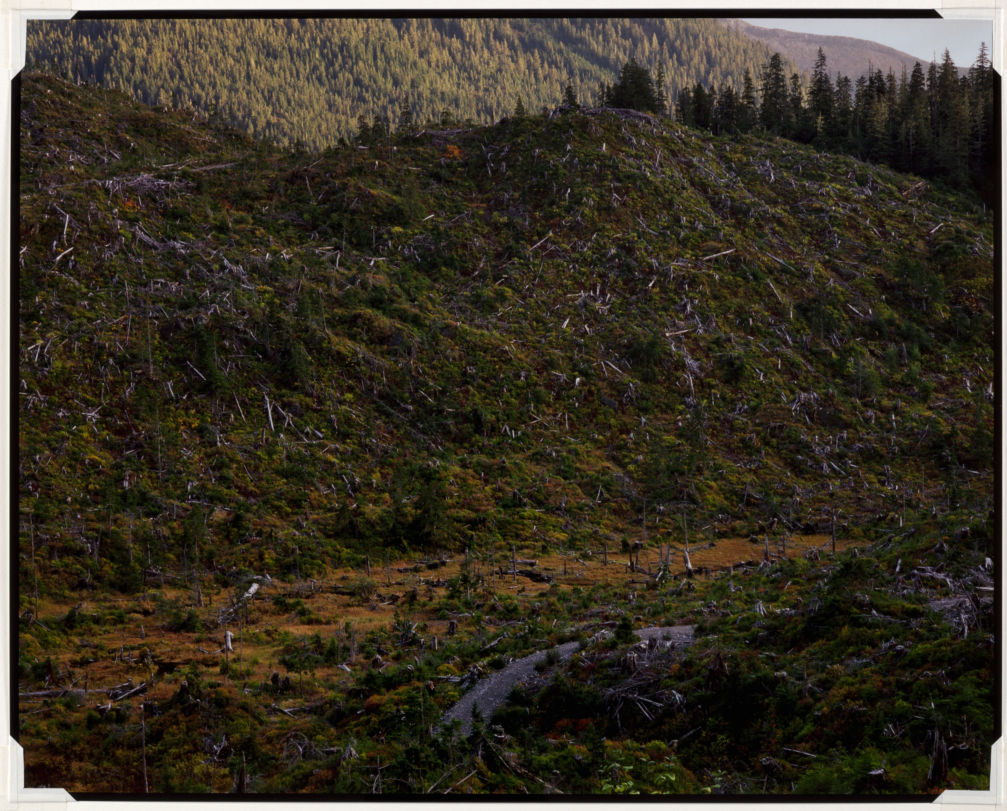 "I Like the Look of a Clear-Cut"--Attributed to a Forest Supervisor at a Public Meeting