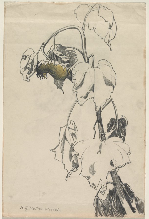 Tall Sunflower, Henry Keller, c. 1891–1949