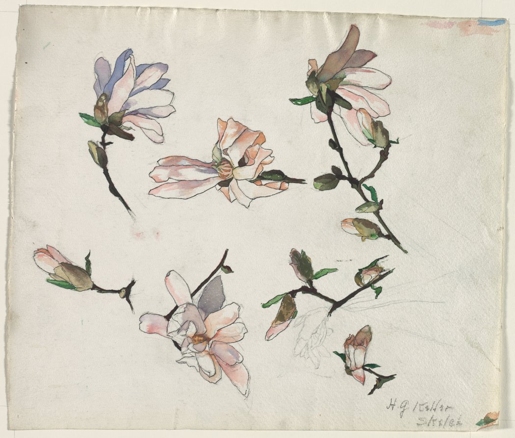 Sketch of Magnolias, Henry Keller, c. 1891–1949