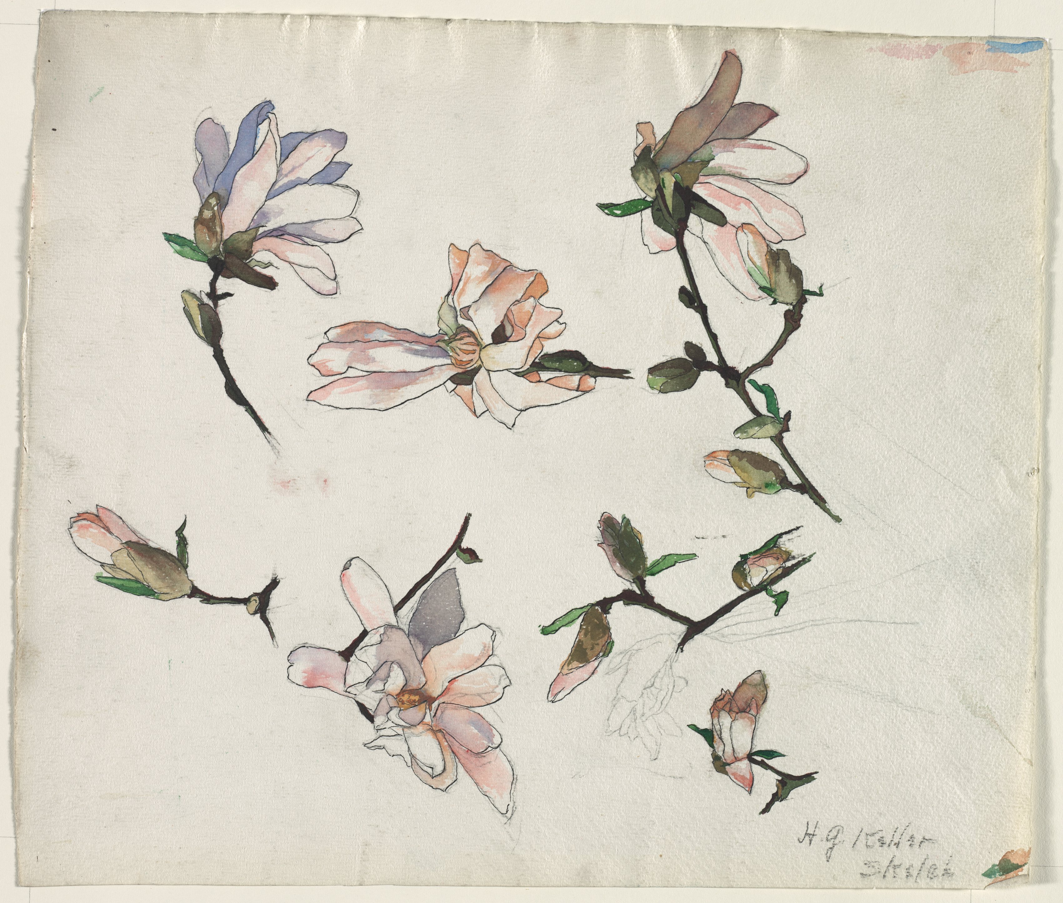 Sketch of Magnolias