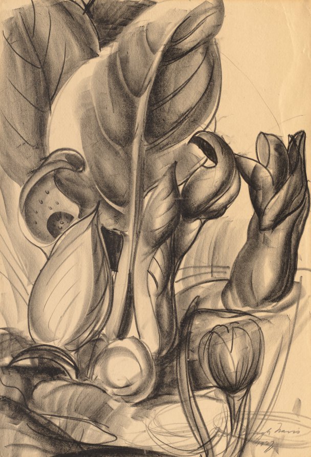 Skunk Cabbage, Paul B. Travis, 1927