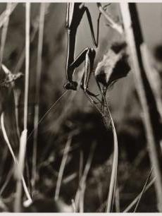 Constructivist Portrait | Cleveland Museum of Art