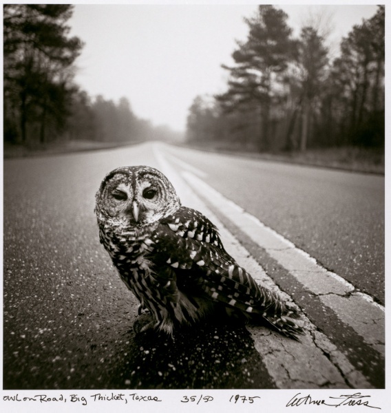 Owl on Road, Big Thicket, Texas
