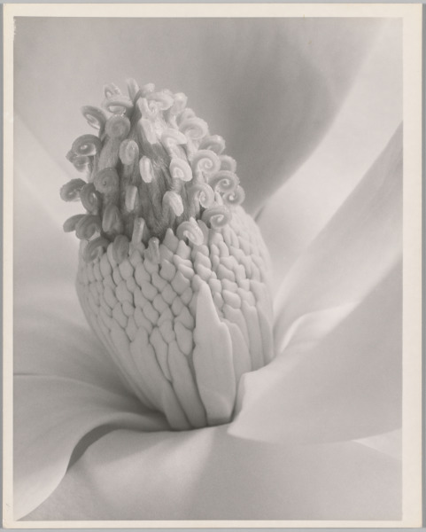Magnolia Blossom (Tower of Jewels)