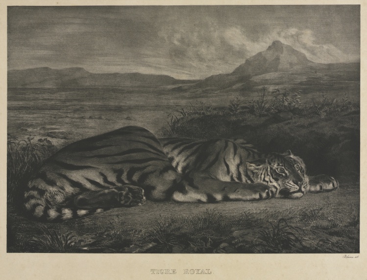 Tigre Royal