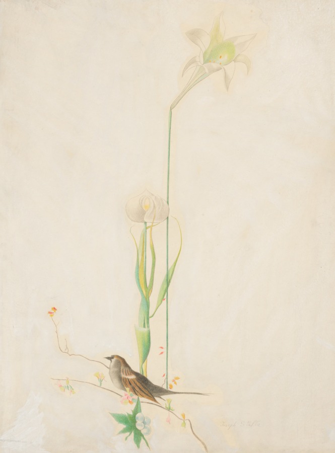 Lilies and Sparrow, Joseph Stella, c. 1920
