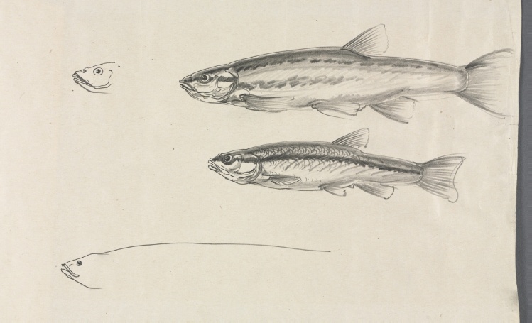 Study for "Black Bass and Minnows"