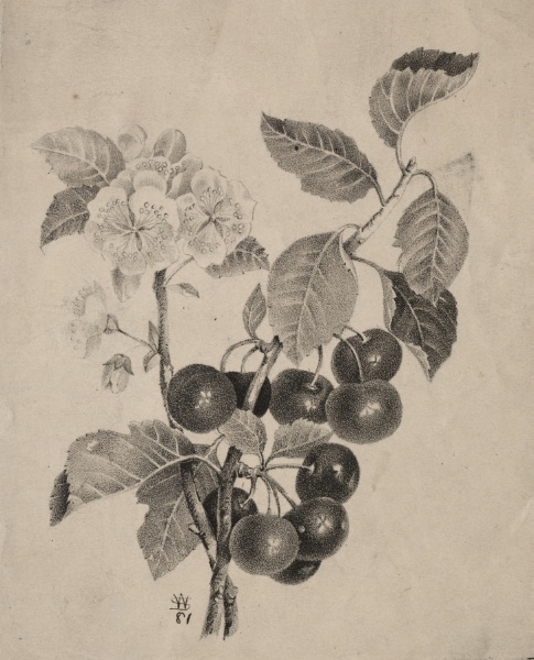 Cherries (96 of 150)