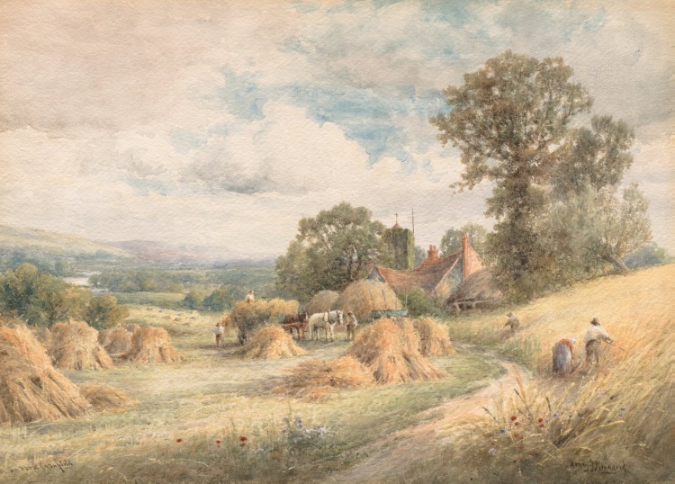 A Sussex Cornfield
