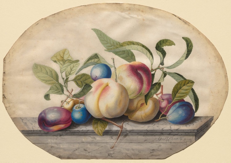 Fruit Arrangement: Peaches and Plumbs on a Slab of Marble