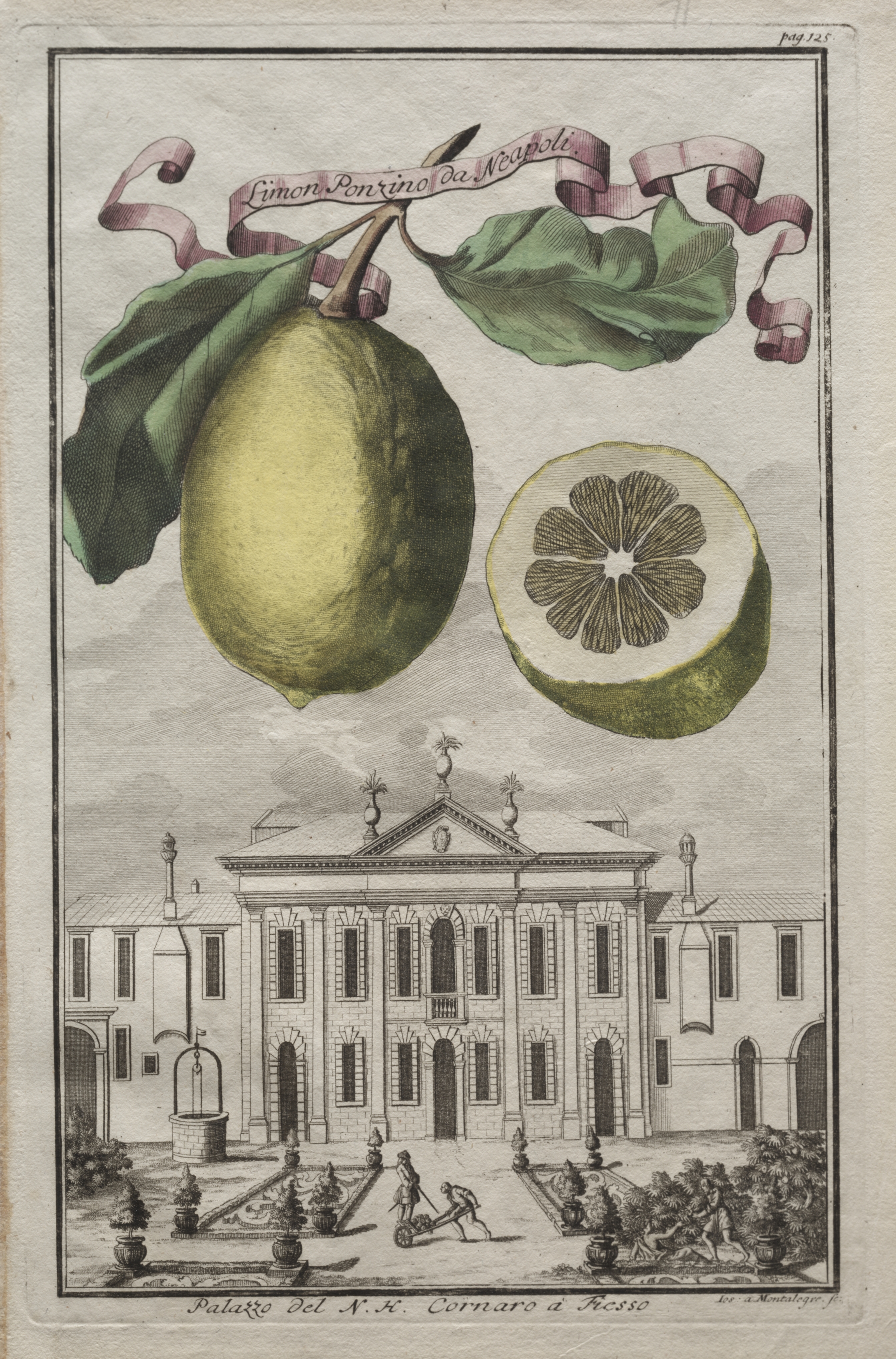 Nurnbergische Hesperides:  No. 125 - Limon Ponzino da Neapoli.  Palazzo del N. H. Cornaro à Fiesso