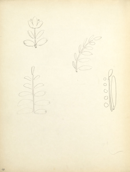 Sketchbook #1: Plants (page 150)