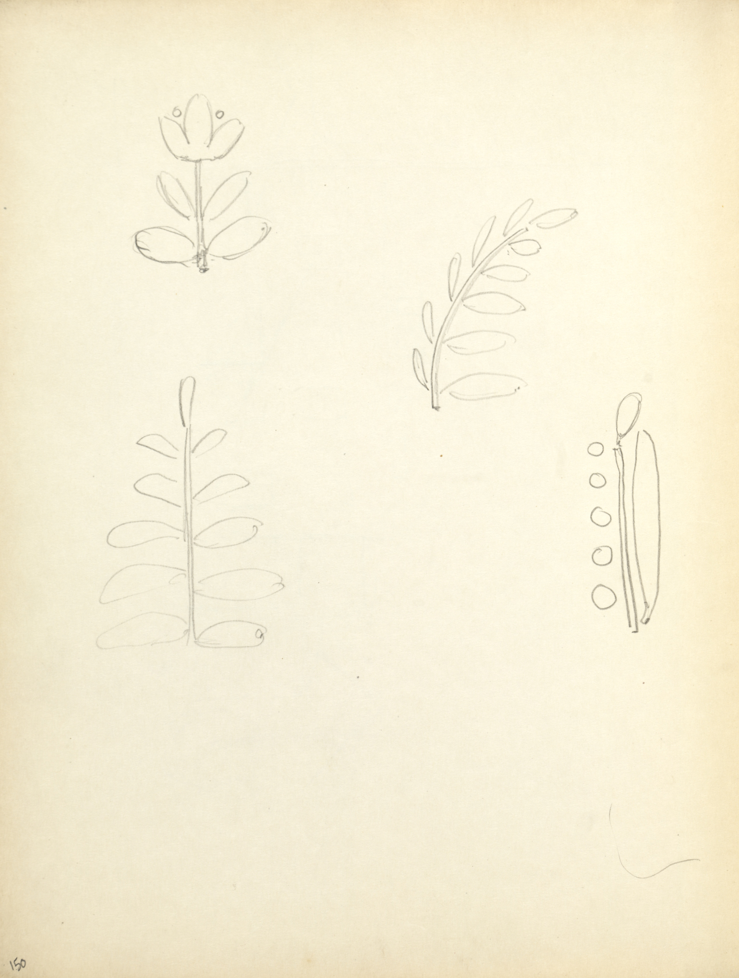 Sketchbook #1: Plants (page 150)