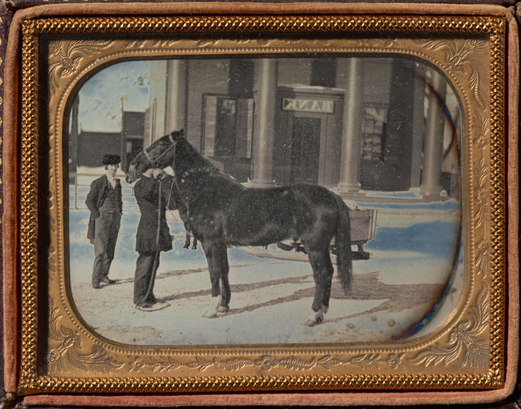 Prize Horse in winter, Chemung County, New York