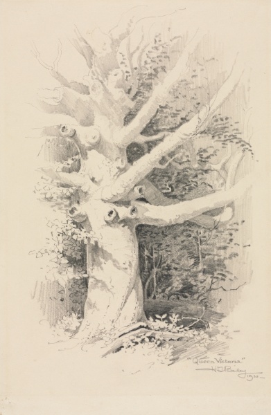 Tree Study - "Queen Victoria"