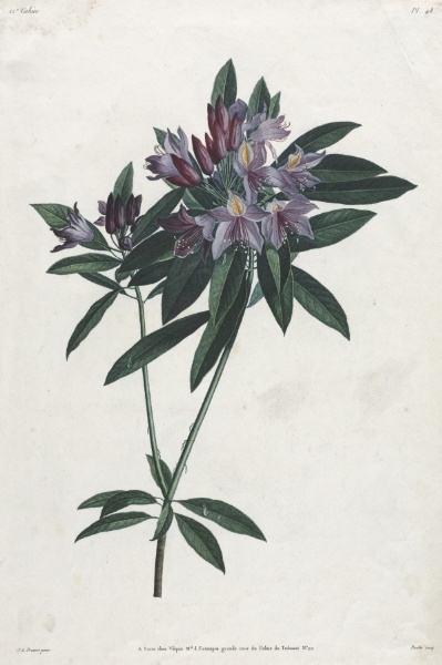 Pontic Rhododendron