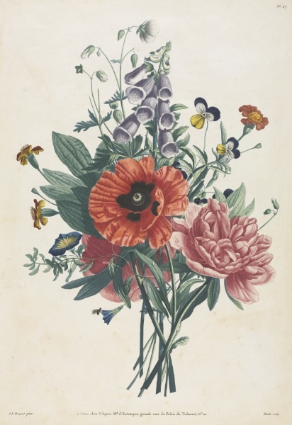 Collection of Flowers and Fruits Painted after Nature:  Bouquet of Foxglove, Clematis, Pansy, Peony, Poppy, and Yellow Day Lily