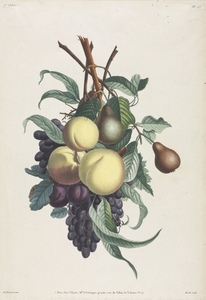 Collection des fleurs et des fruits:  Branches de rousselet, pêche, prune et raisin