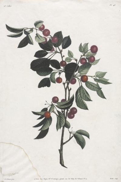 Collection des fleurs et des fruits:  Branches de Cérises précoce
