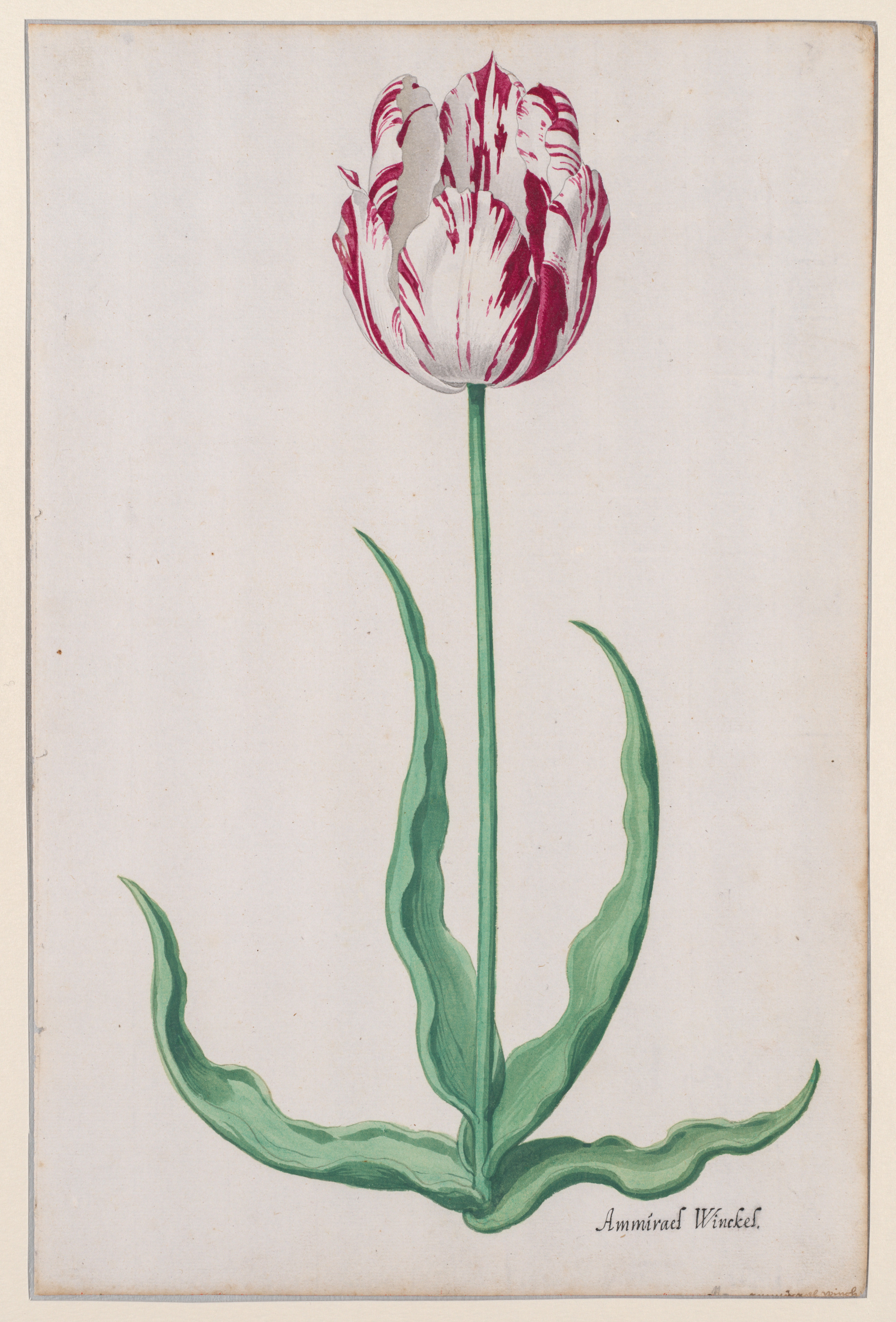 Study of a Tulip (Ammirael Winckel)