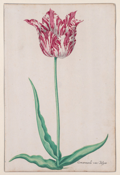 Study of a Tulip (Gemarmerde van Jasper)