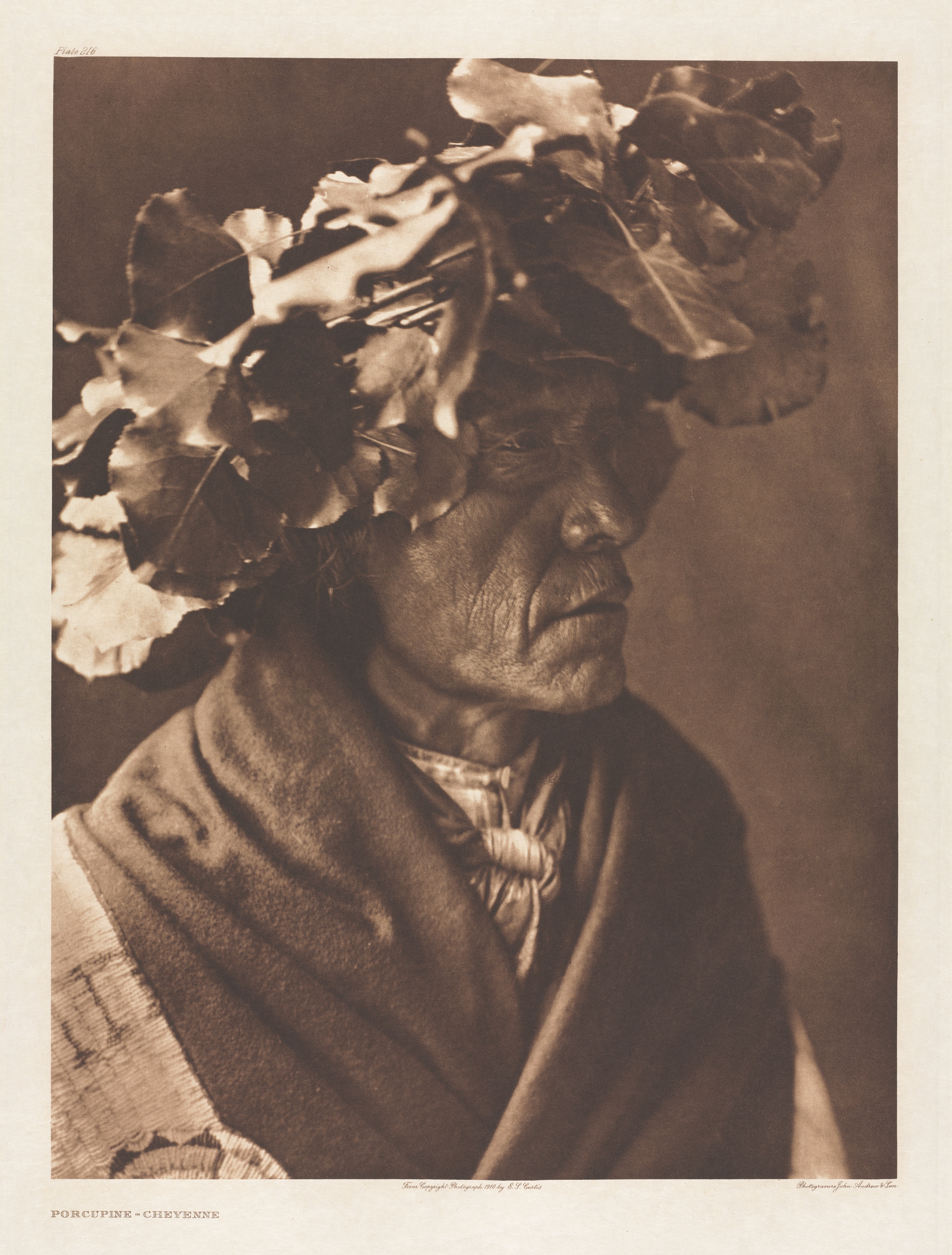 Portfolio VI, Plate 216: Porcupine - Cheyenne