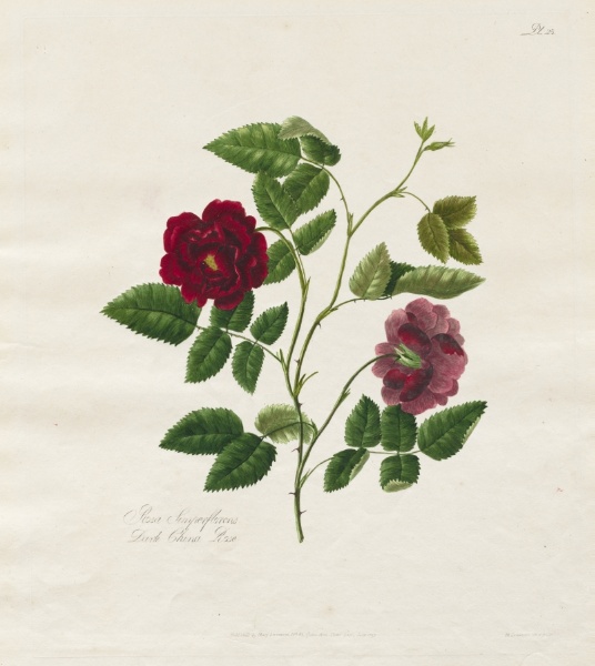 A Collection of Roses from Nature:  Dark China Rose