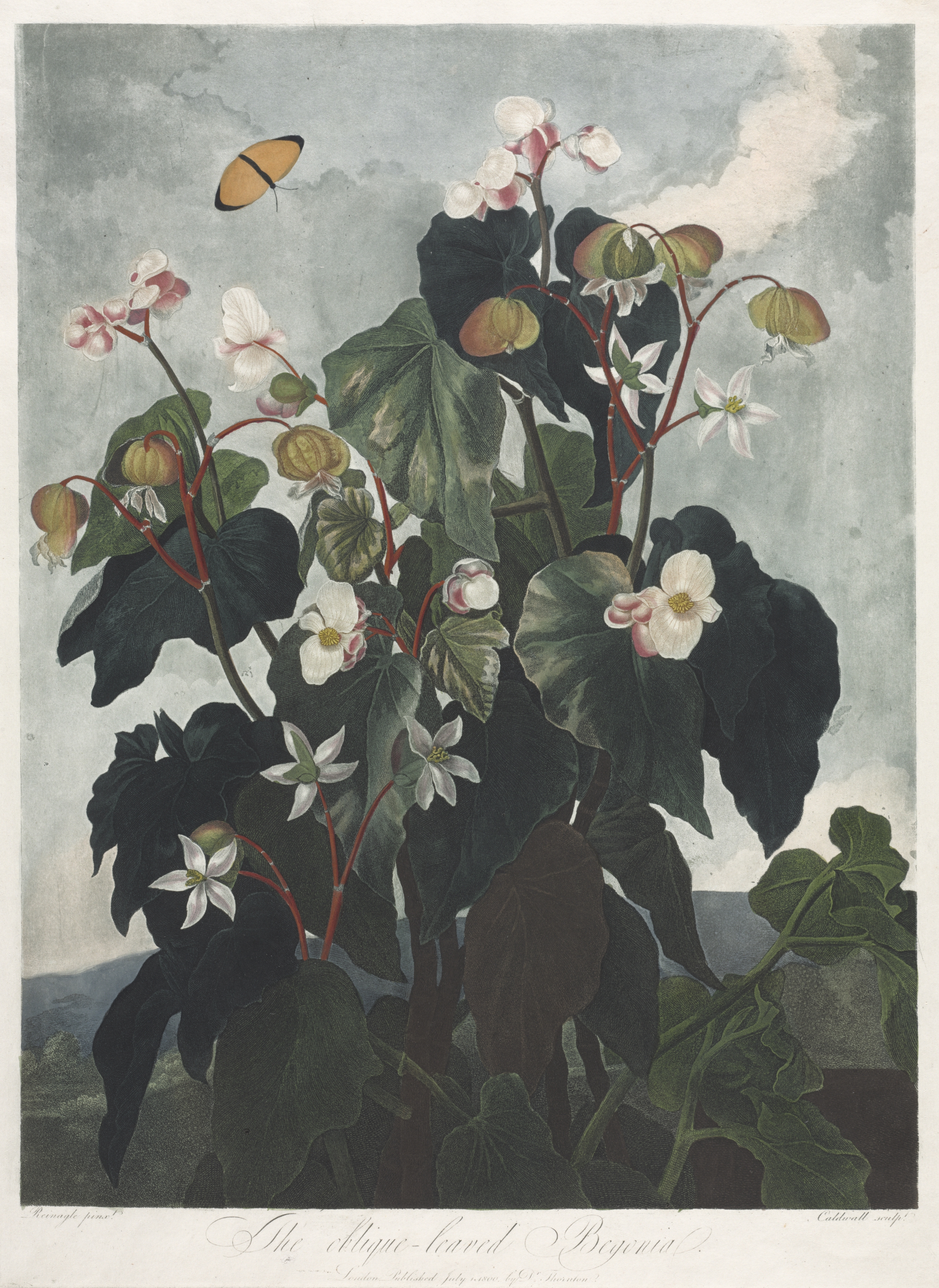 The Temple of Flora, or Garden of Nature: The Obique-leaved Begonia