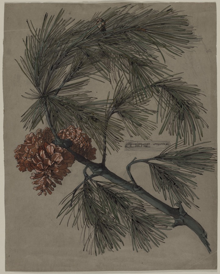 Pine Branch, August Biehle, Jr., 1905