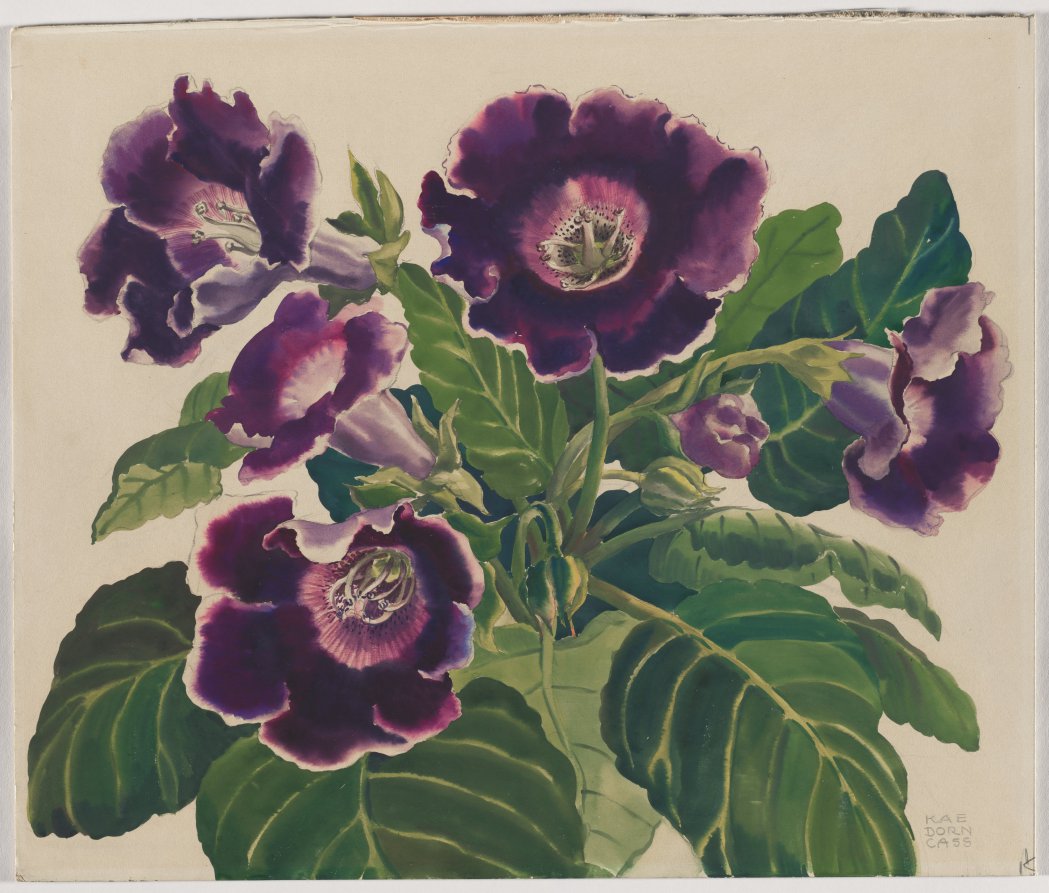 Gloxinia, Kae Dorn Cass, 1945