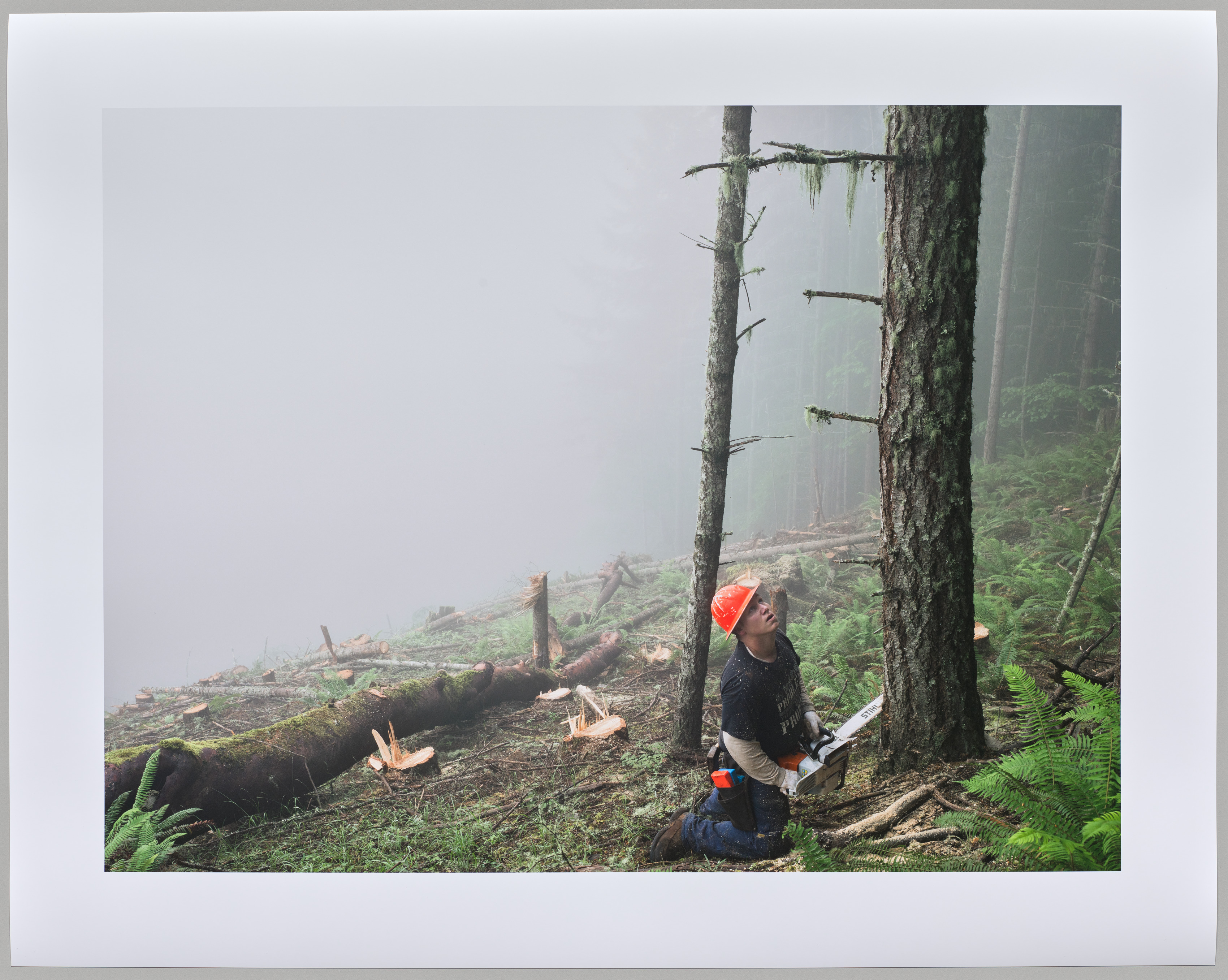 Nate Clearcutting a Forest Planted 60 Years Earlier, Oregon