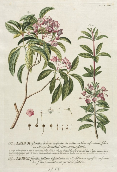 Plantae Selectae:  No. 38