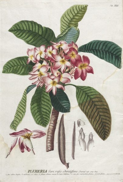 Plantae Selectae:  No. 41