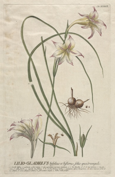 Plantae Selectae:  No. 39 - Lilio-Gladiolus