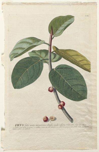 Plantae Selectae:  No. 50 - Ficus