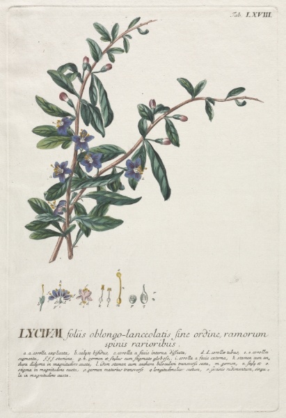 Plantae Selectae:  No. 68 - Lycium