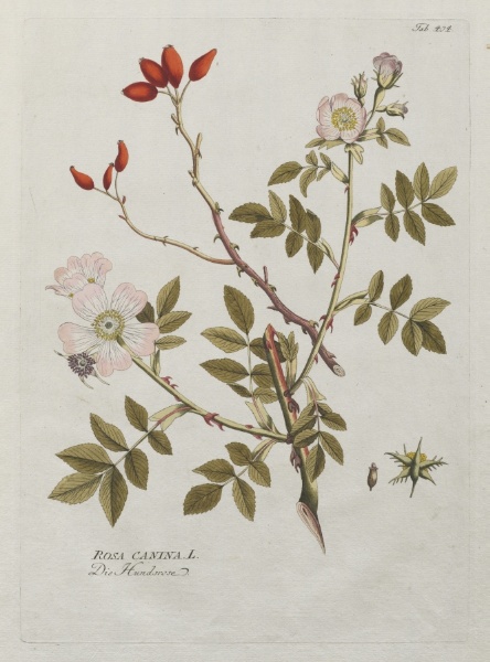 Icones Plantarum Medicinalium:  Dog Rose