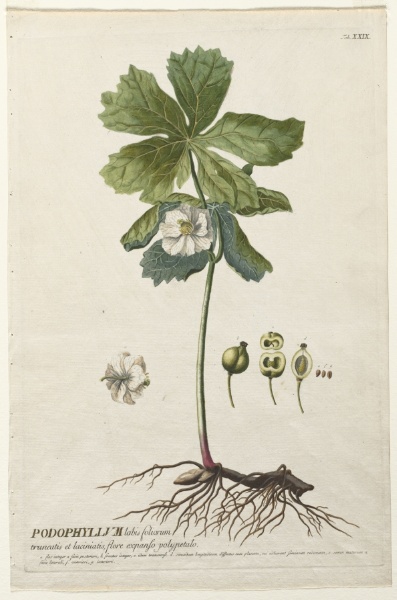 Plantae Selectae:  No. 29 - American May Apple