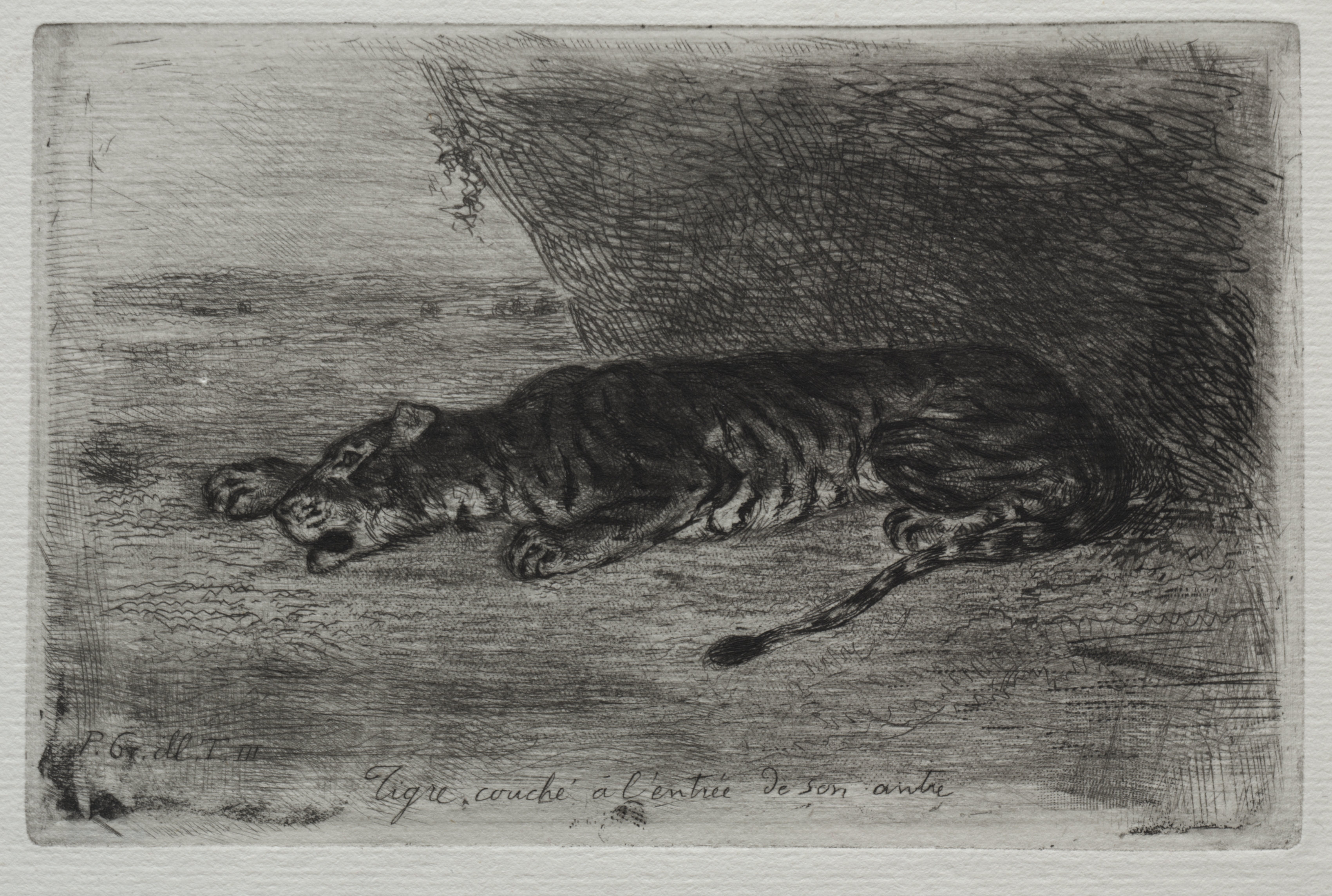 Tiger Sleeping at the Entrance to His Lair