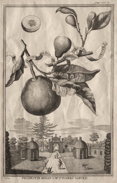 Nurnbergische Hesperides: Limon bergamotto personzin gientile