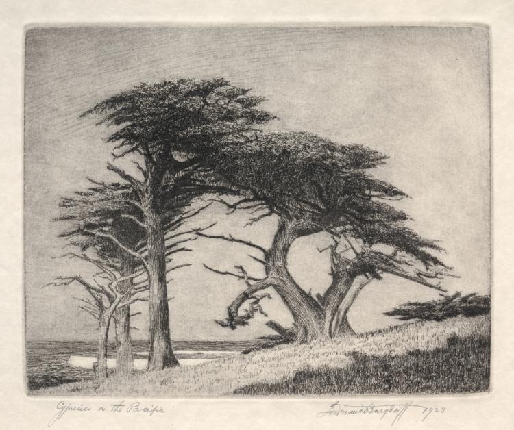 Cypresses on the Pacific
