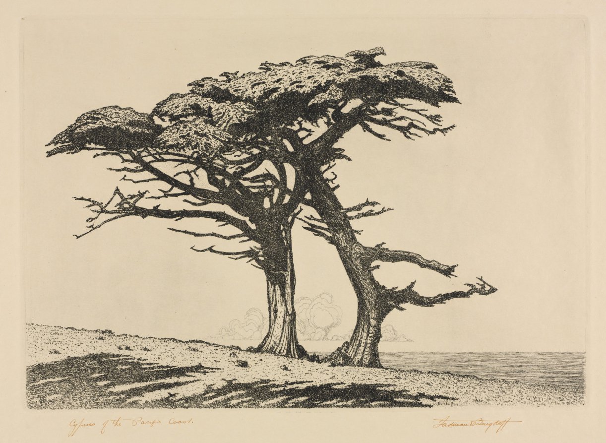 Cypress of the Pacific Coast