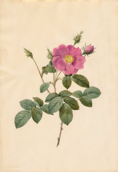 Cabbage Rose (Rosa Centifolia Simplex)
